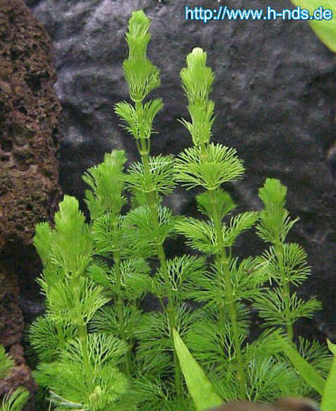 کابومبا سبز